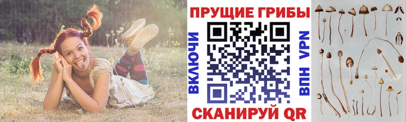 Галлюциногенные грибы прущие грибы Чернушка
